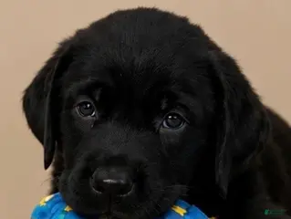 Labrador Retriever dogs Boy 2 - Ad 26