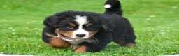 Bernese Mountain Dog dogs for sale: Nancey - Ad 6