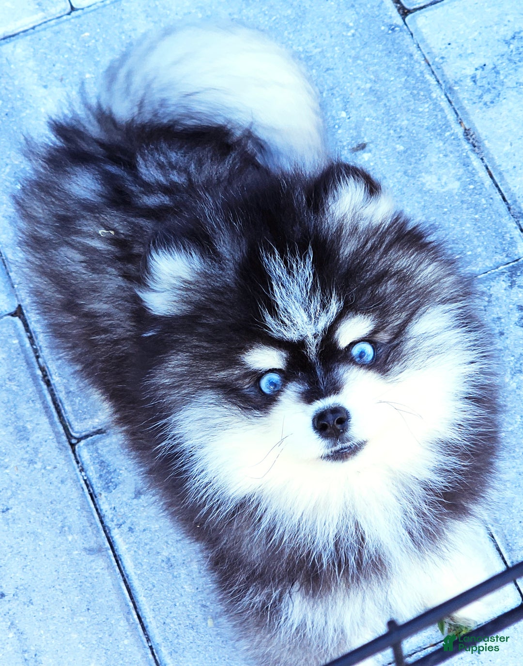 Pomsky dogs for sale: Felicity - Ad 8