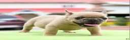 Mixed Breed dogs for sale: Peanut micro puppy  - Ad 7
