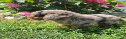 Miniature Poodle dogs for sale: Zack - Ad 5