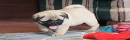 Pug dogs for sale: Garth - Ad 6