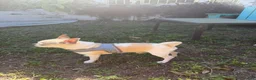 Chihuahua dogs for sale: Chihuahua 2 - Ad 11
