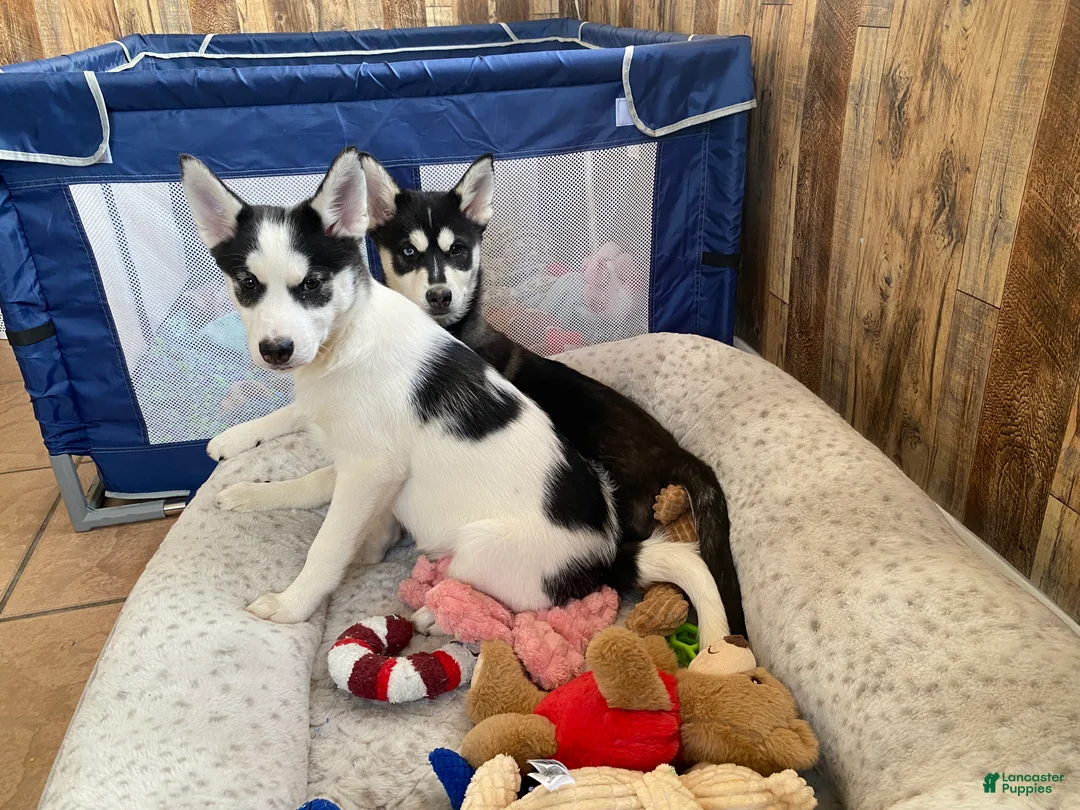 Pomsky dogs for sale: Togo  - Ad 4