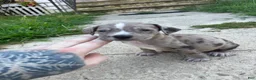 American Bully dogs for sale: Lily - Ad 14