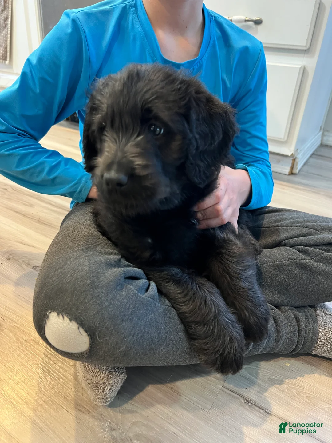 Labradoodle dogs for sale: Princess  - Ad 2