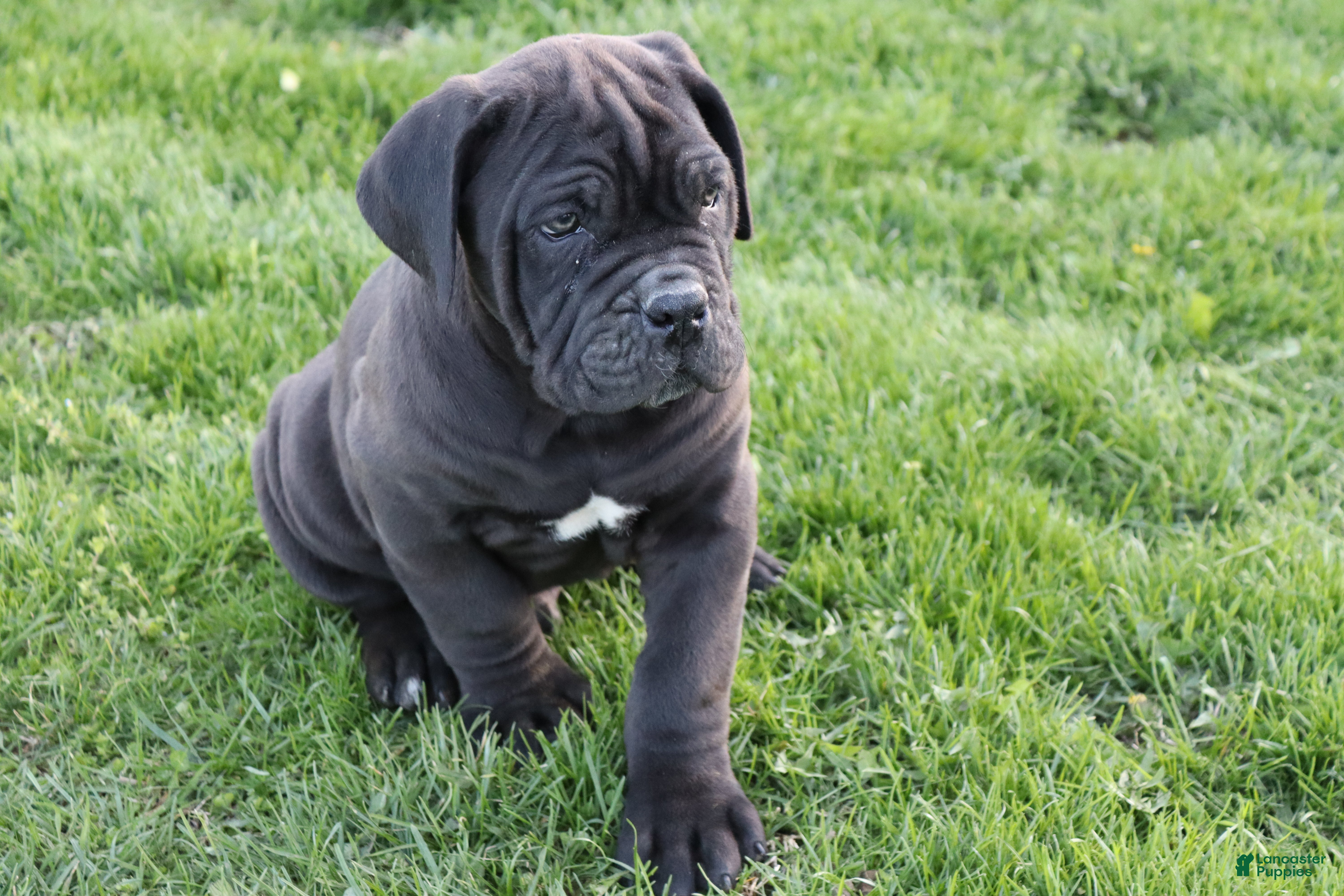 Cane Corso dogs Blanchard - Ad 1