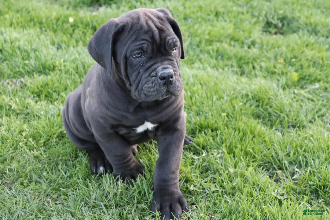 Cane Corso dogs for sale: Blanchard - Ad 1