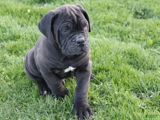 Cane Corso dogs for sale: Blanchard - Ad 3