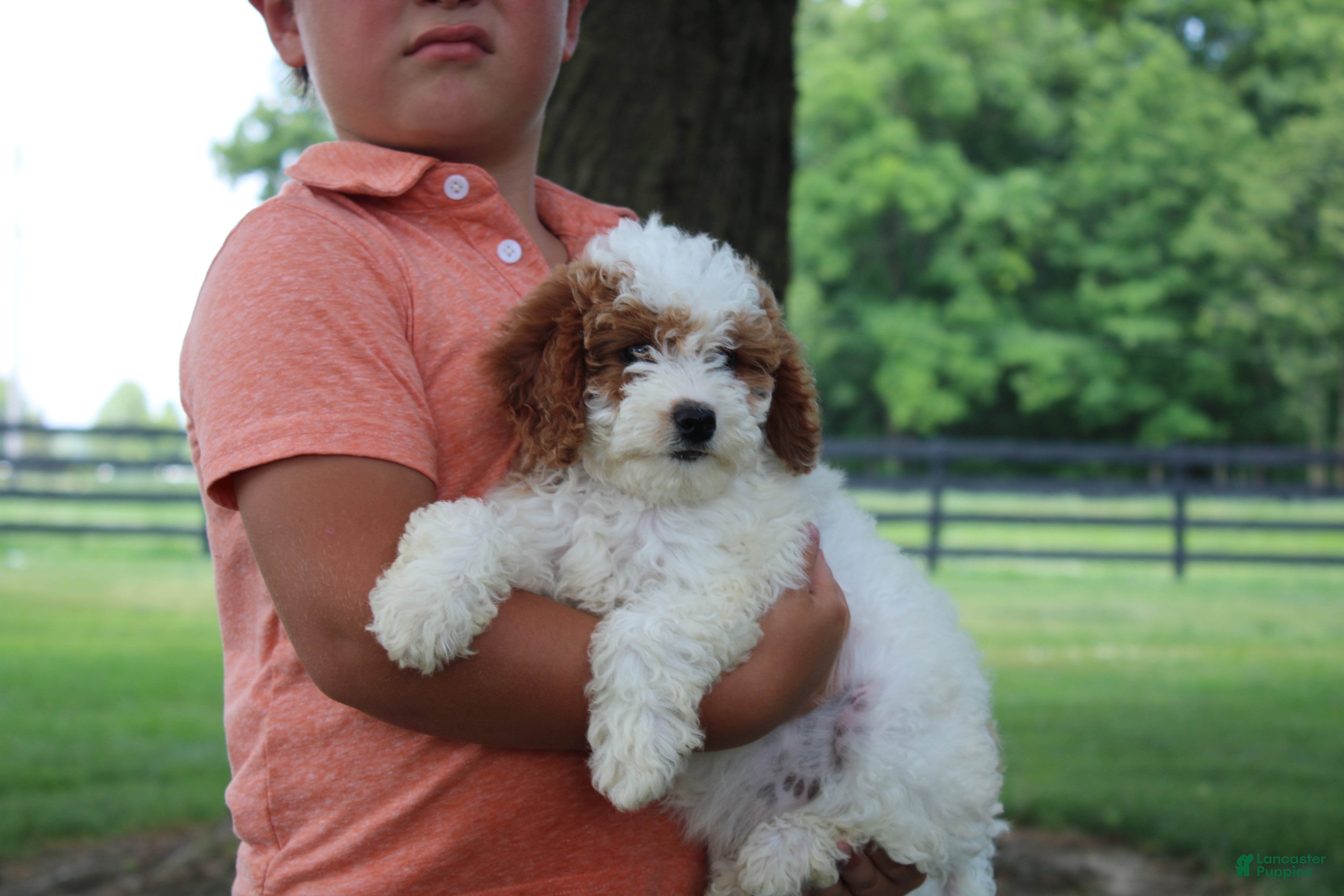 Mini Goldendoodle dogs Ranye  - Ad 2