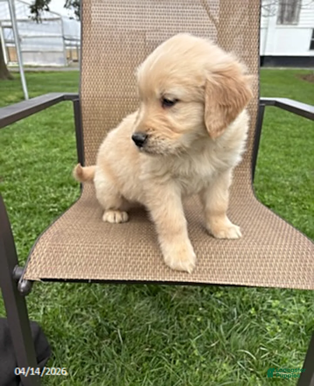 Golden Retriever dogs for sale: Ruthie - Ad 2