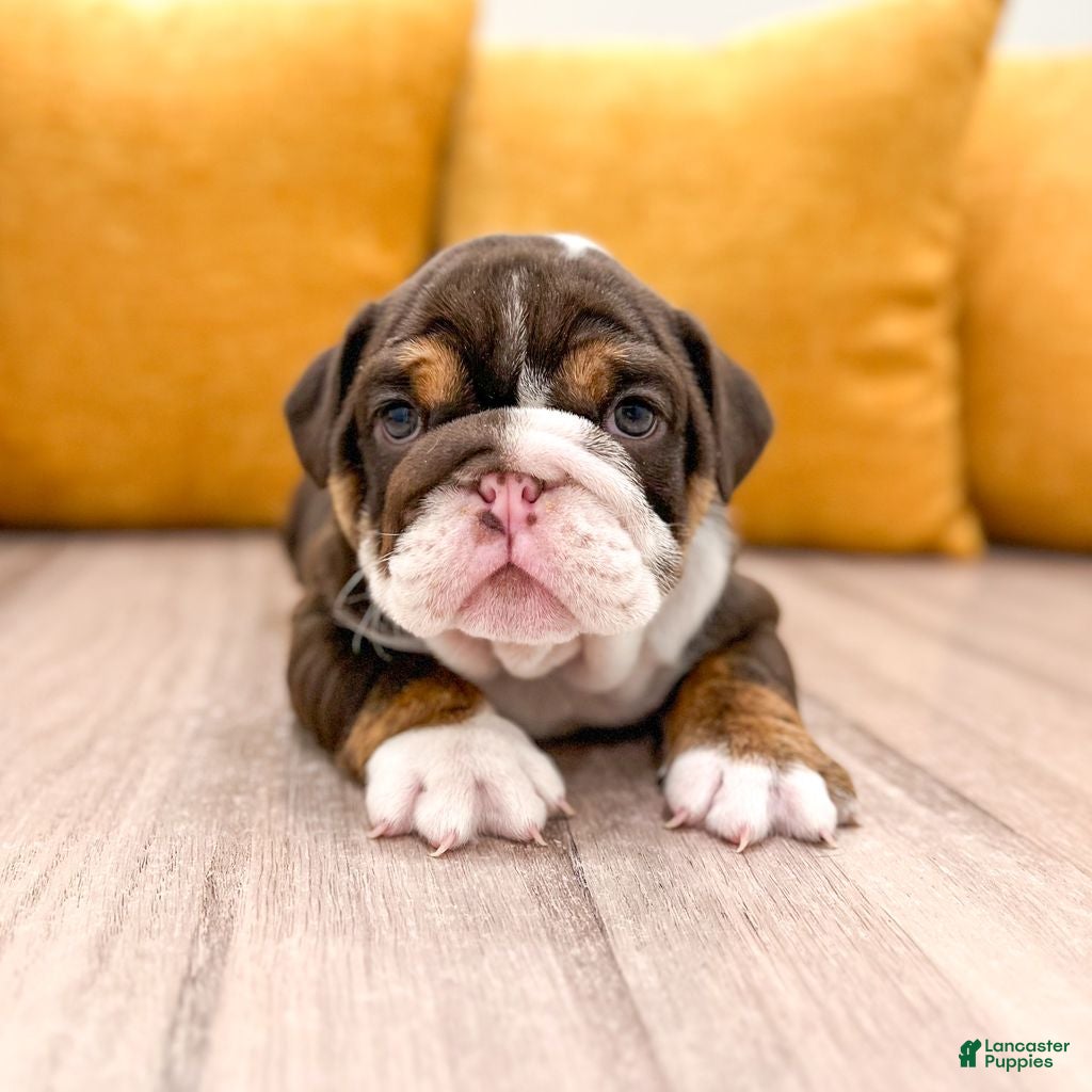 English Bulldog dogs for sale: Pearl - Ad 1