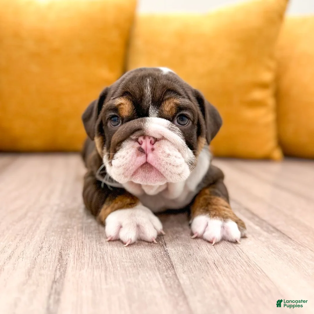English Bulldog dogs for sale: Pearl - Ad 1