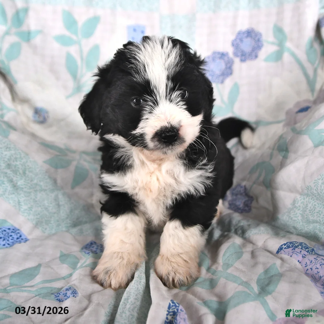 Mini Aussiedoodle dogs for sale: Nacho - Ad 2