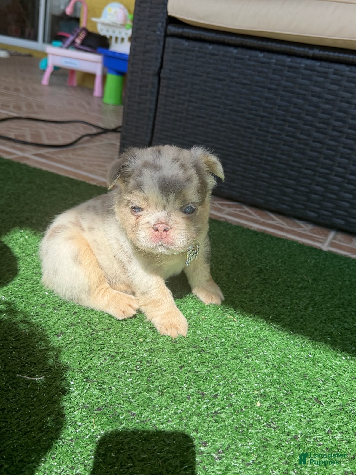 French Bulldog dogs for sale: Chanel  - Ad 2