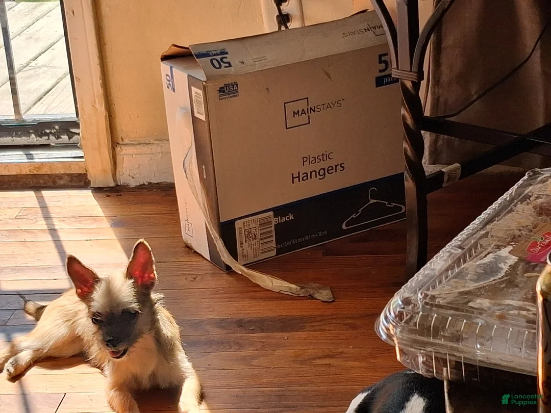 Chorkie dogs for sale: Buck - Ad 13