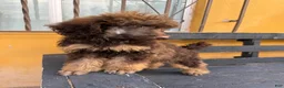 Standard Poodle dogs for sale: Hazel - Ad 11