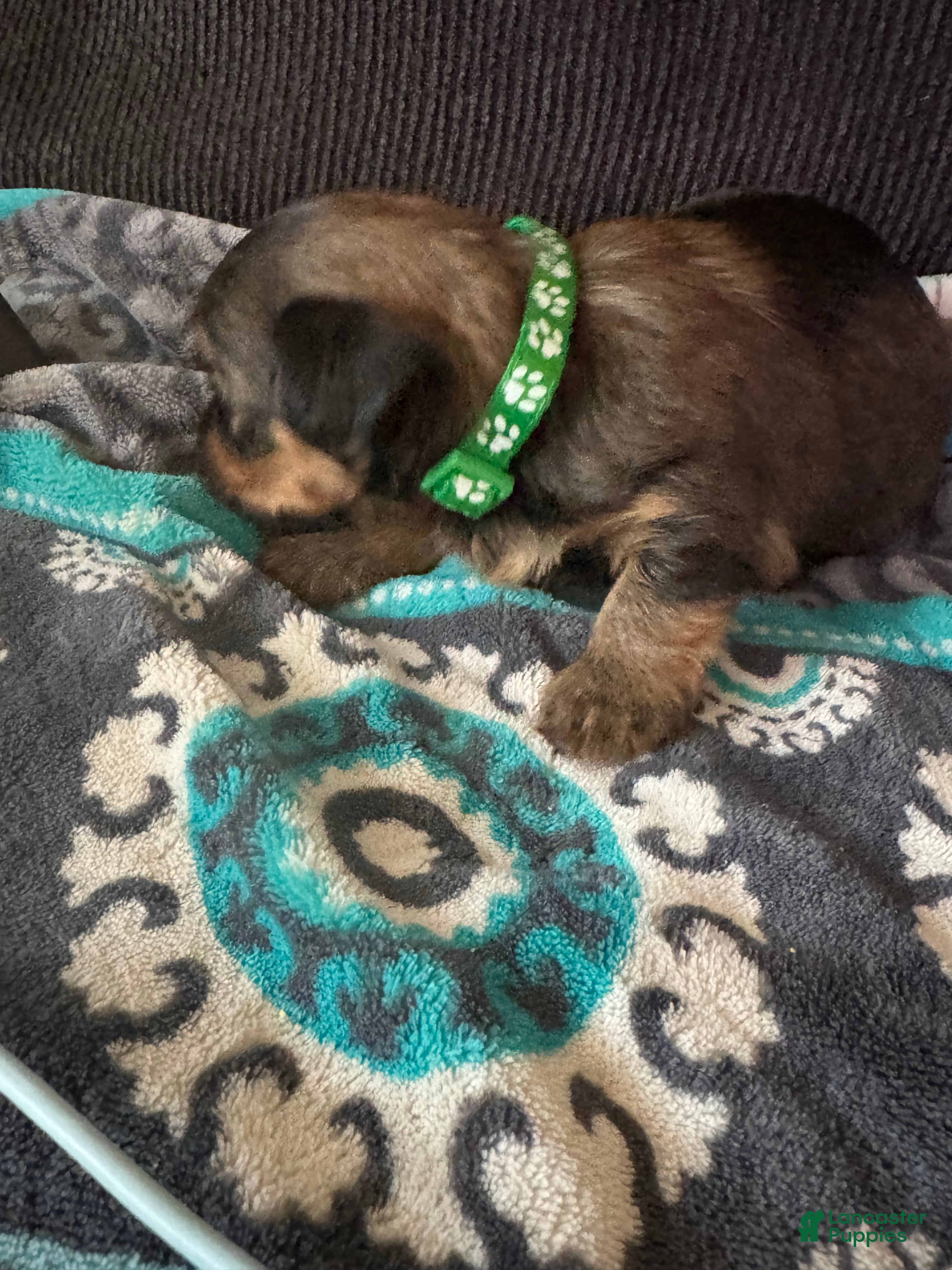 Yorkshire Terrier dogs Princess Luna green color - Ad 2