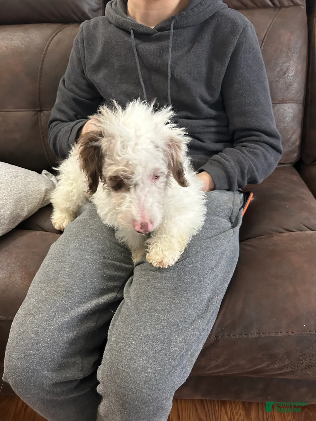 Mini Bernedoodle dogs for sale: Mini Bernedoodle Puppy 2 - Ad 3