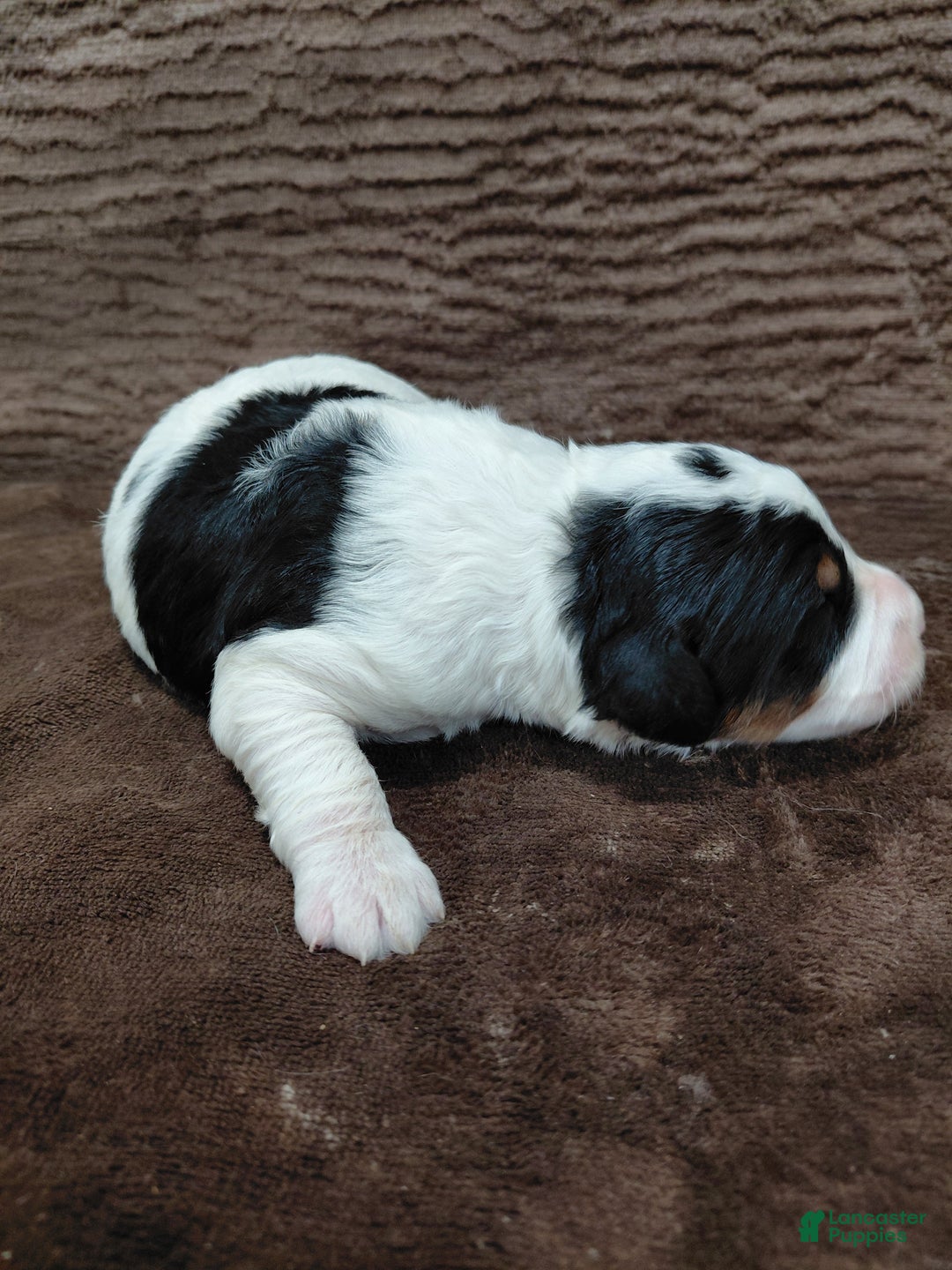 Bernedoodle dogs for sale: Bentley - Ad 8