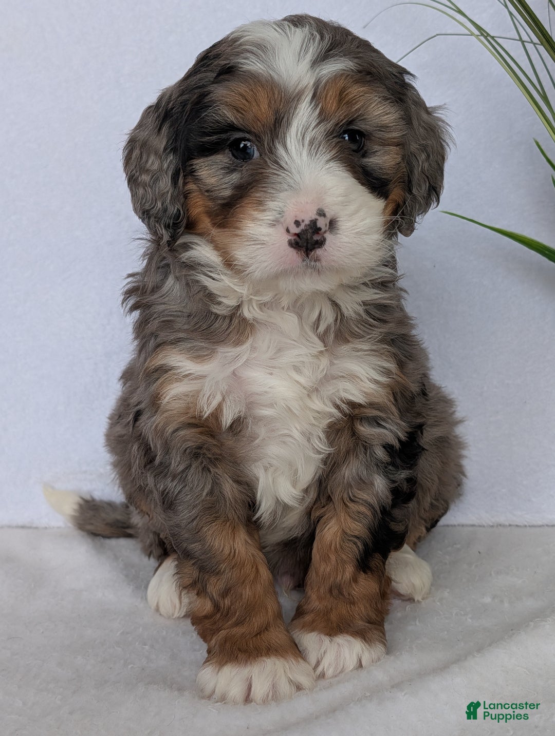 Mini Bernedoodle dogs for sale: Mini Baker - Ad 8