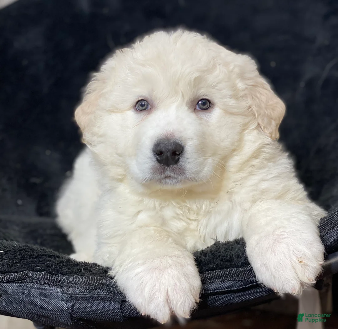 Great Pyrenees dogs for sale: Grace - Ad 5