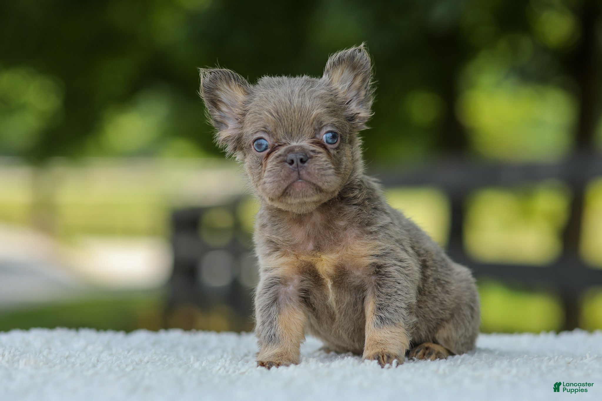 French Bulldog dogs Lucy - Ad 1