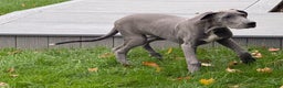 Great Dane dogs for sale: Wendy - Ad 2