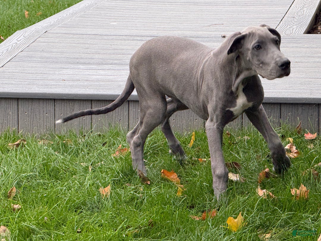Great Dane dogs for sale: Wendy - Ad 2