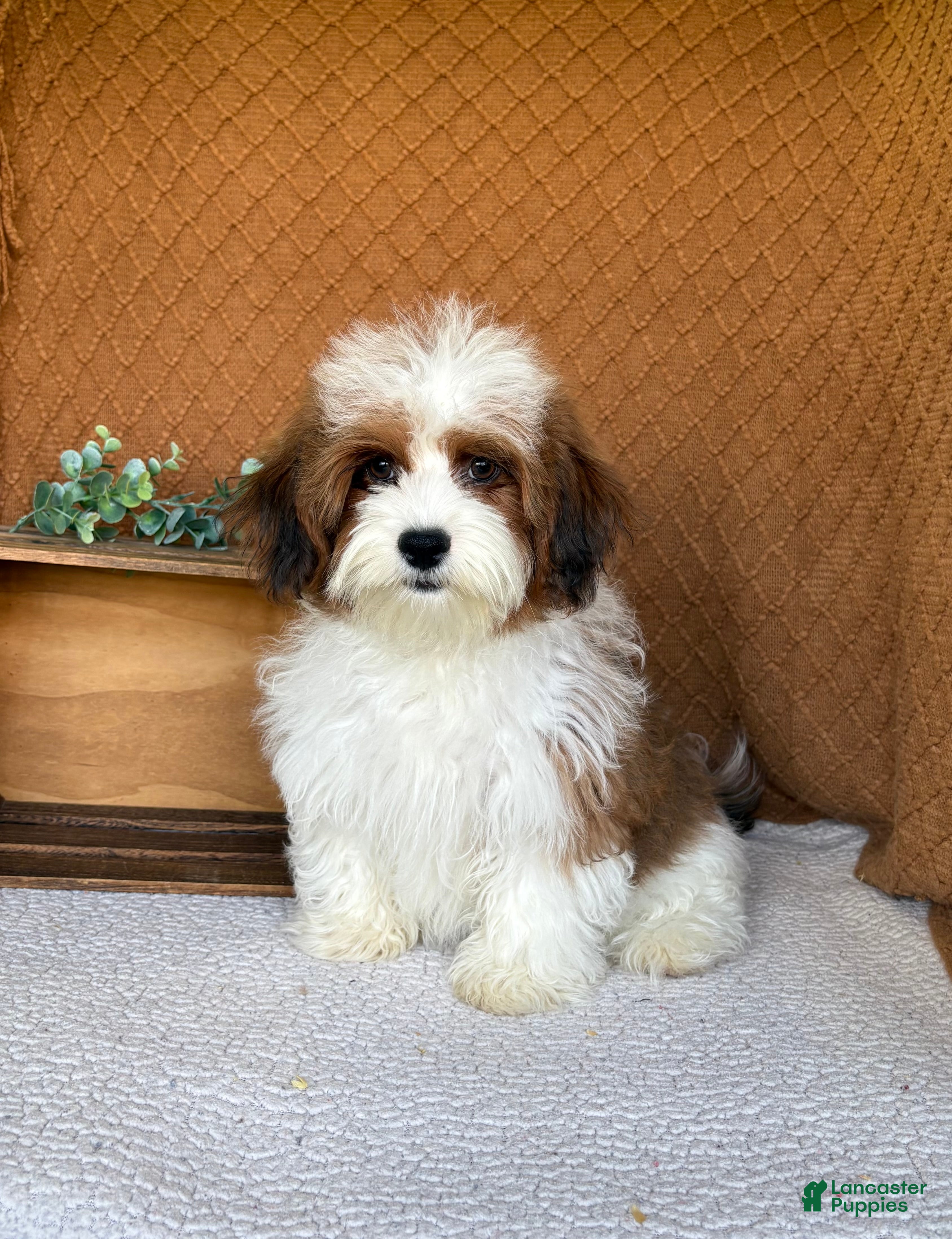 Havanese dogs Cocoa  - Ad 1