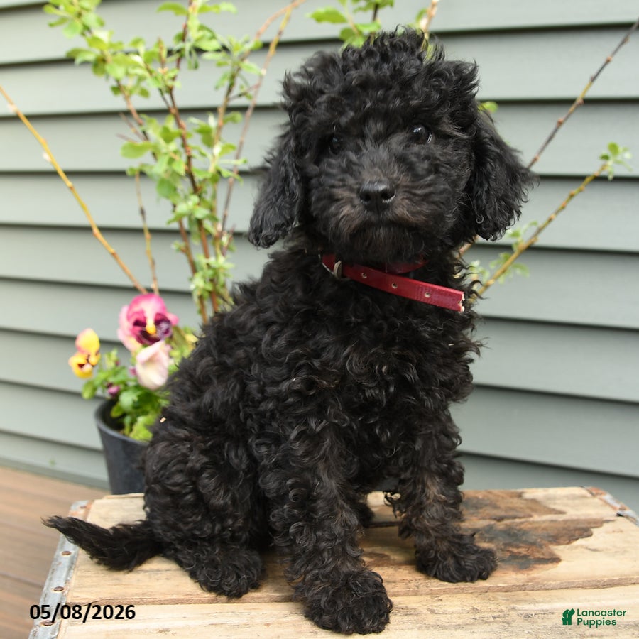 Shihpoo dogs Ruby - Ad 1