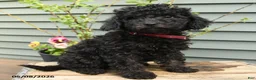 Shihpoo dogs for sale: Ruby - Ad 1