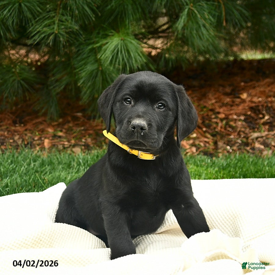 Labrador Retriever dogs for sale: Frodo  - Ad 2