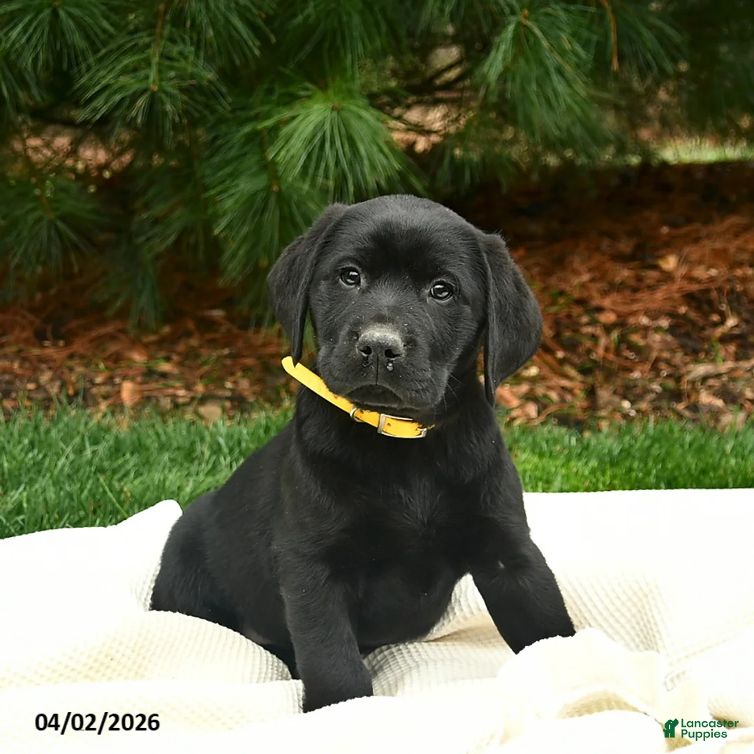 Labrador Retriever dogs for sale: Frodo  - Ad 1