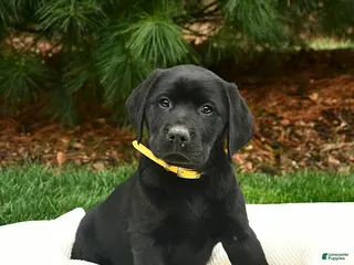 Labrador Retriever dogs for sale: Frodo - Ad 2