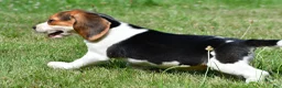 Beagle dogs for sale: Princess - Ad 6