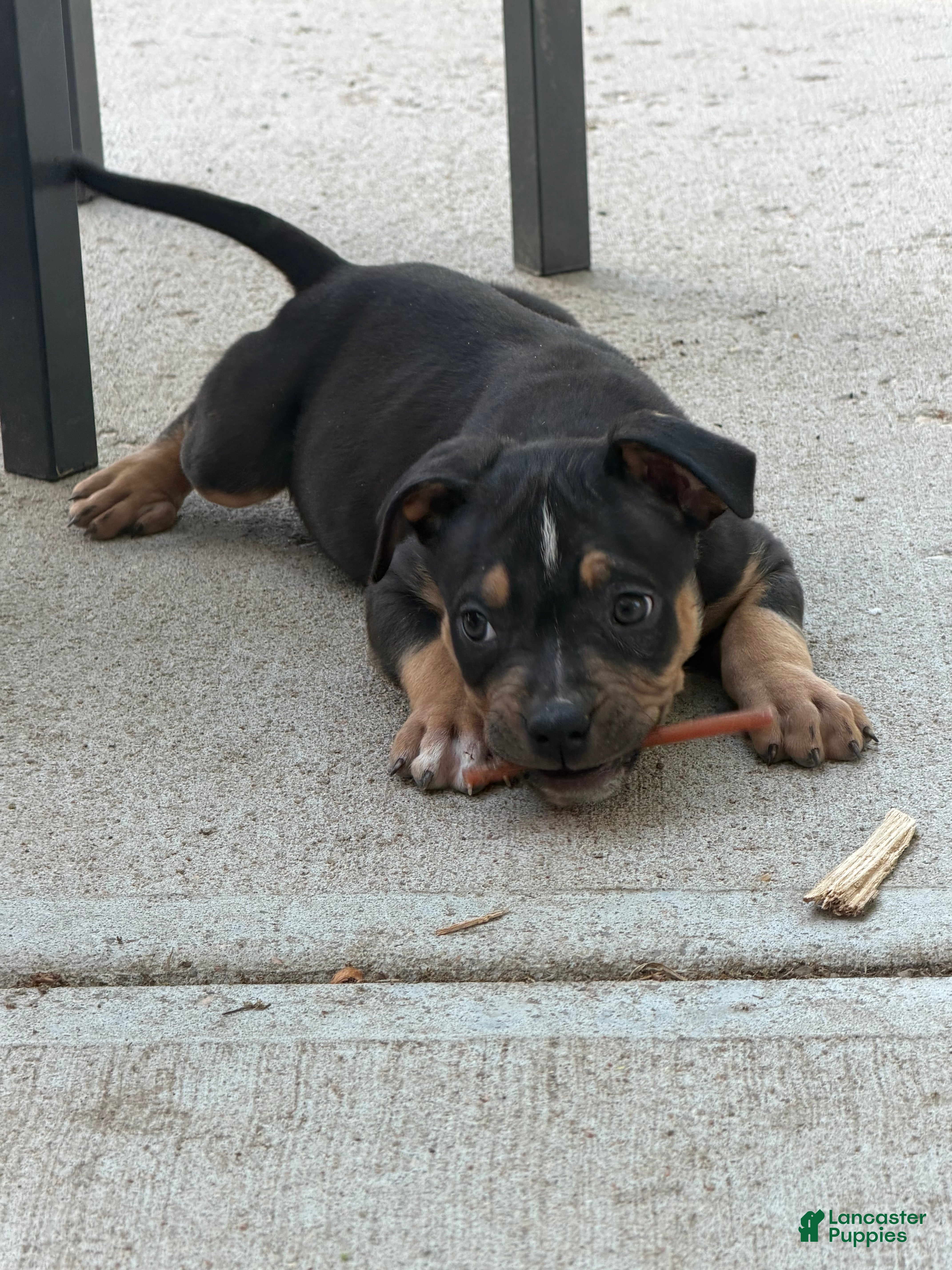 American Bully dogs American Bully Puppy 1 - Ad 29
