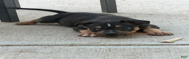 American Bully Puppy 1