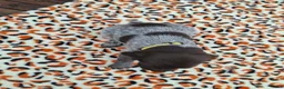 German Shorthaired Pointer dogs for sale: German Shorthaired Pointer Meadow - Ad 5
