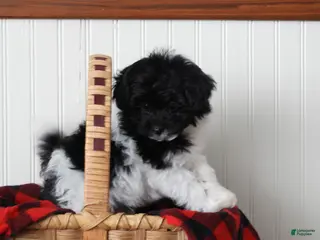 Pomapoo dogs Kasper - Ad 3