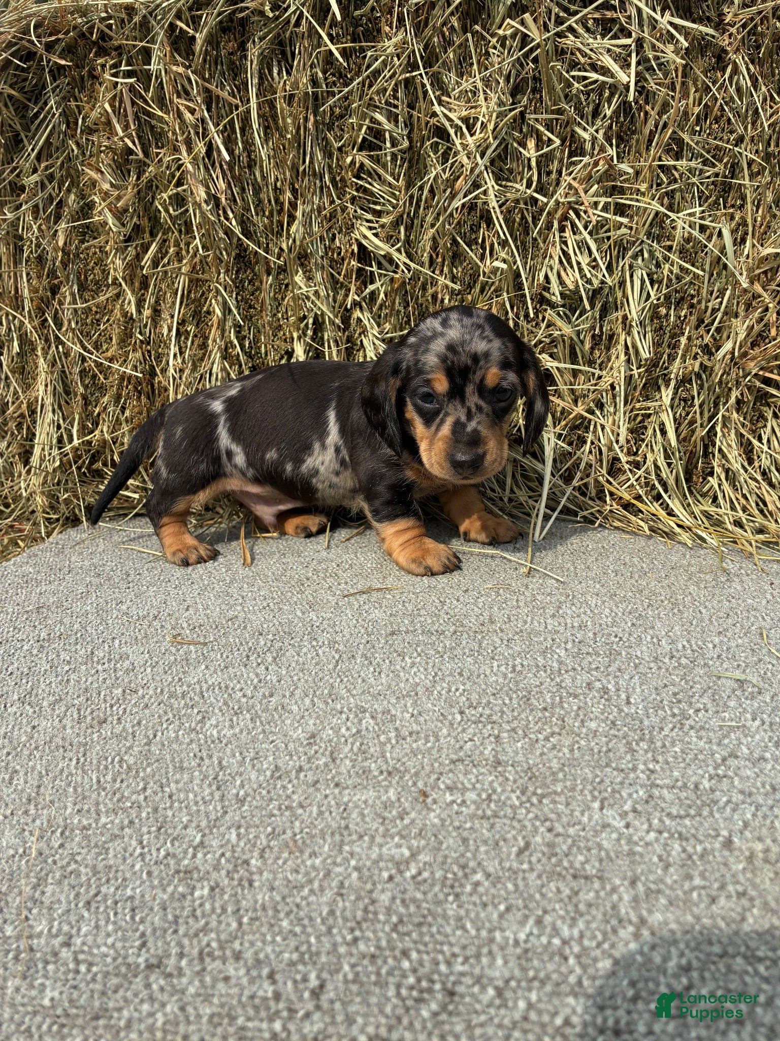 Miniature Dachshund dogs Benjamin  - Ad 13