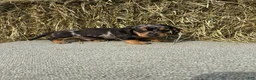 Miniature Dachshund dogs for sale: Benjamin  - Ad 1