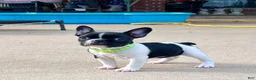 Mixed Breed dogs for sale: Skittles - Ad 3