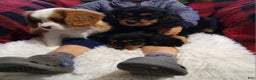 Cavalier King Charles Spaniel dogs for sale: Macy - Ad 14