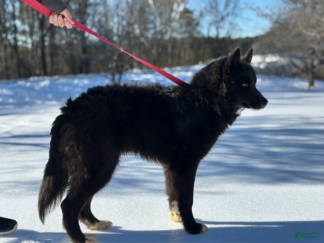 Siberian Husky dogs for sale: Blade - Ad 3