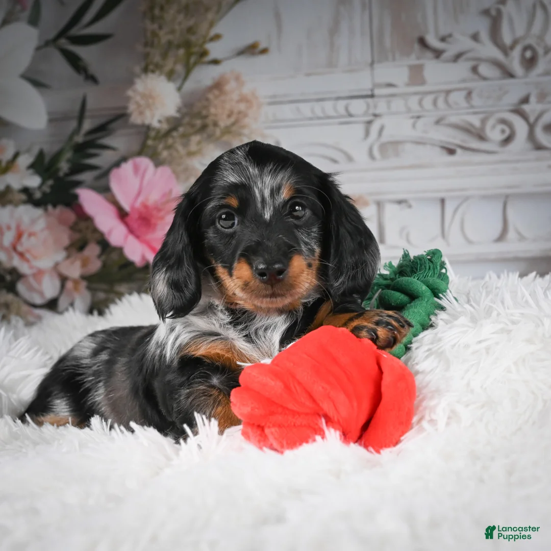 Miniature Dachshund dogs for sale: AKC-Darla - Ad 10