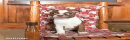 Boston Terrier dogs for sale: Sulley - Ad 2