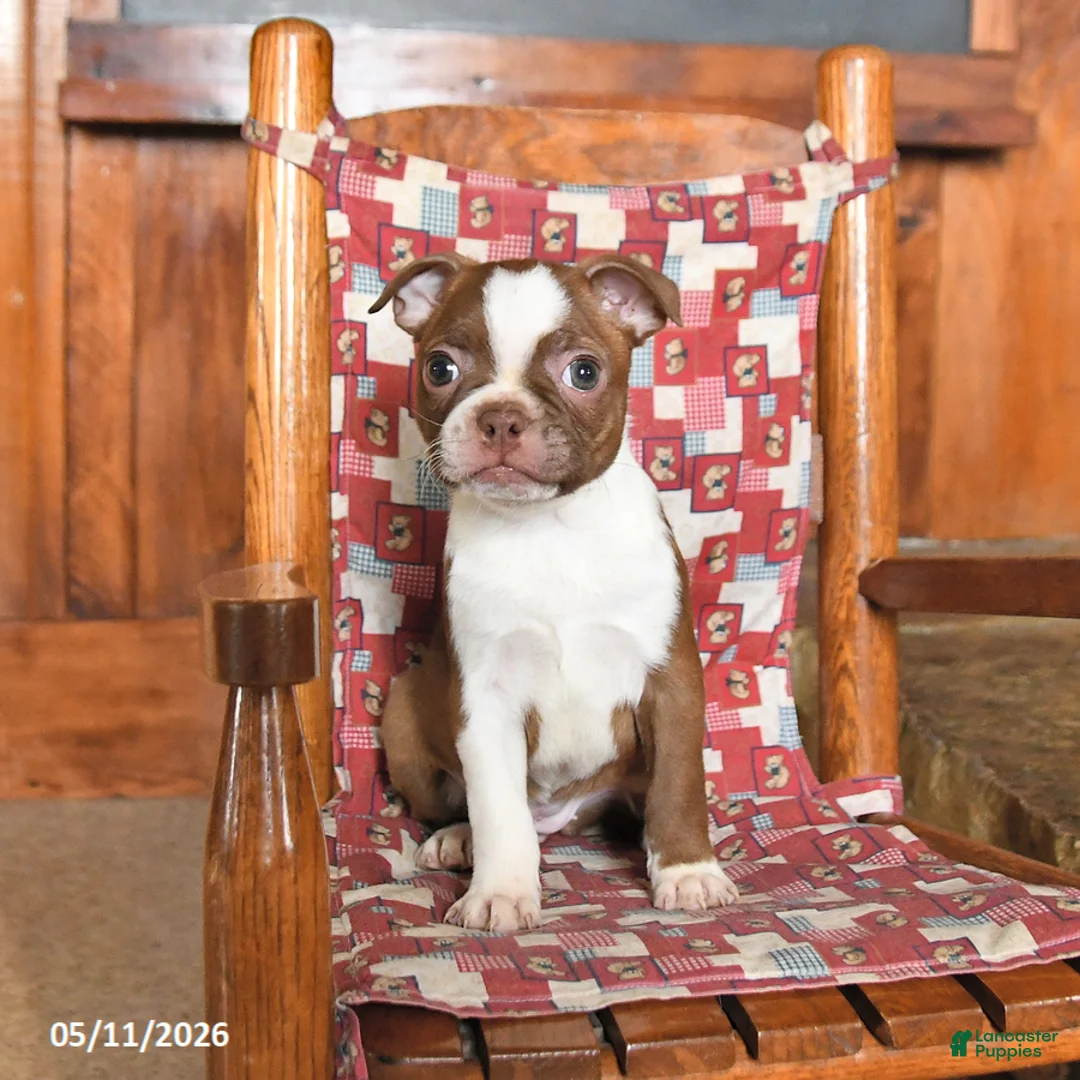 Boston Terrier dogs for sale: Sulley - Ad 2