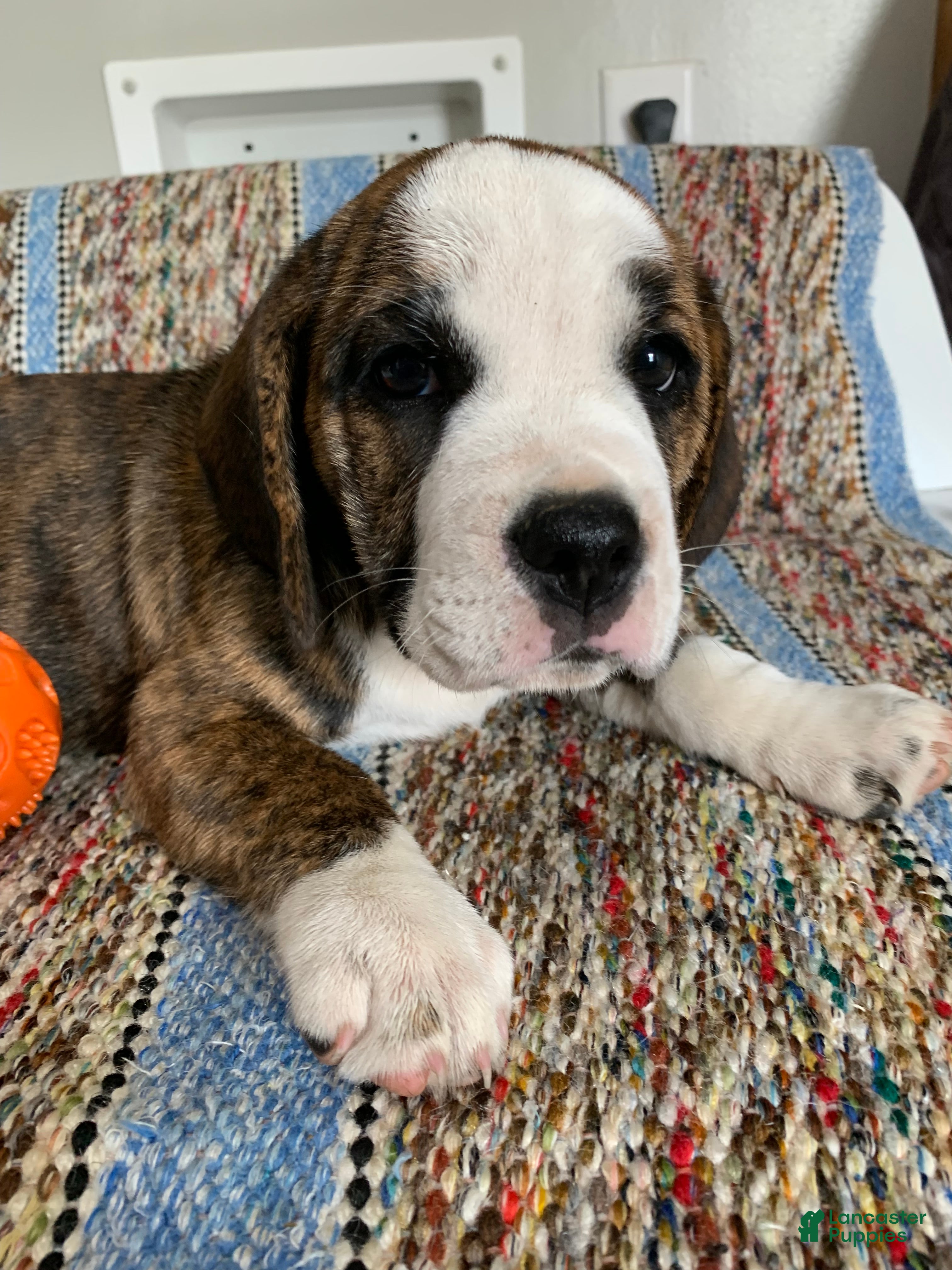 Beabull dogs for sale: Gabby - Ad 2