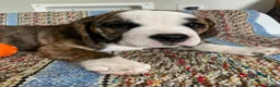 Beabull dogs for sale: Gabby - Ad 1